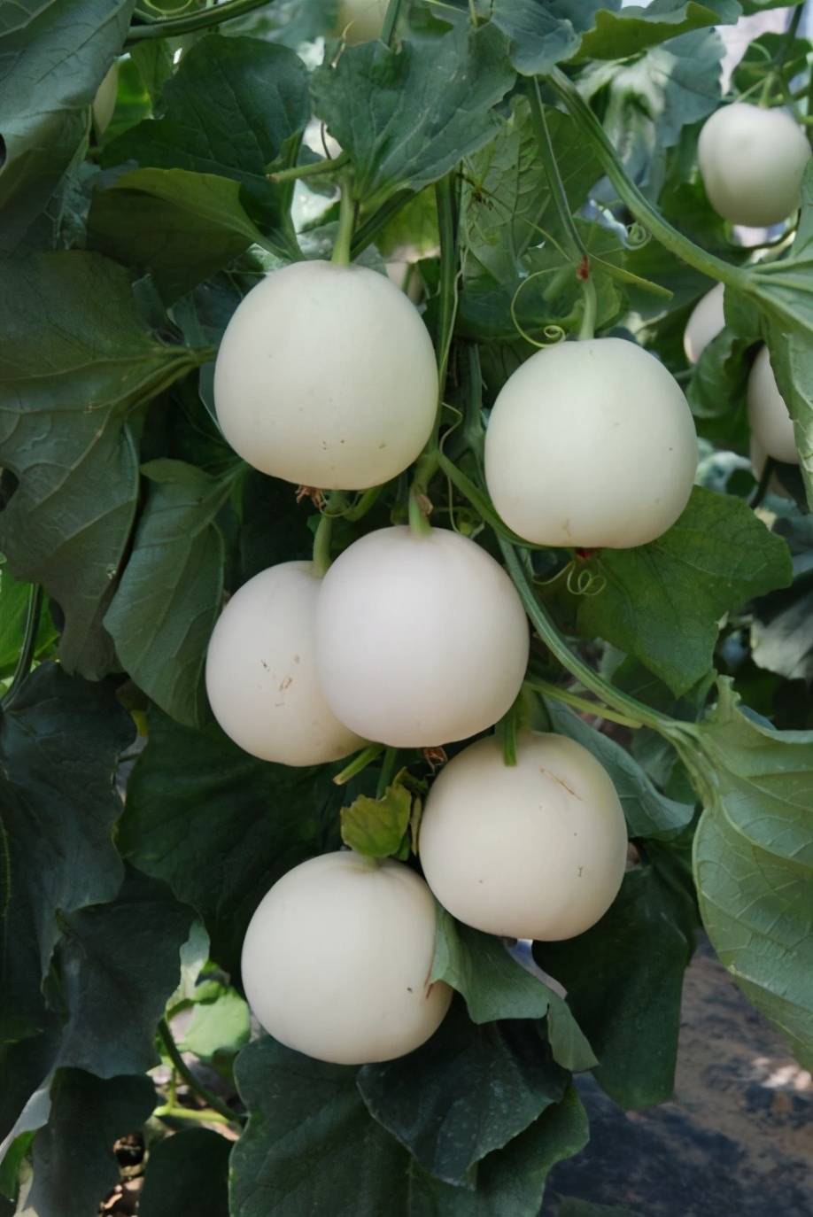 超甜早雪甜瓜种子特早熟大果白色甜瓜品种