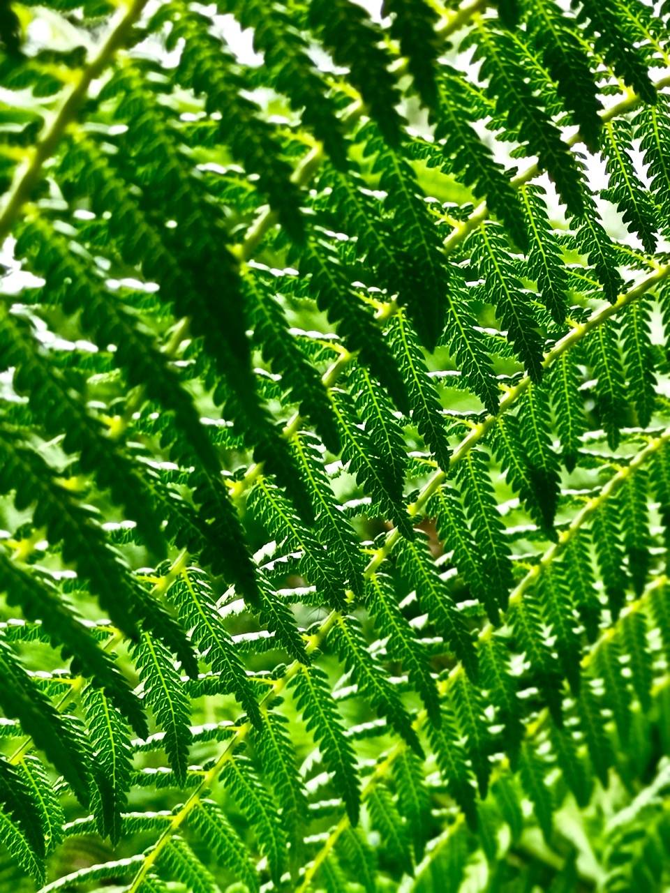1/ 11 《瓦尔登湖》作者梭罗这样说:"上帝创造蕨类植物就是显摆他有