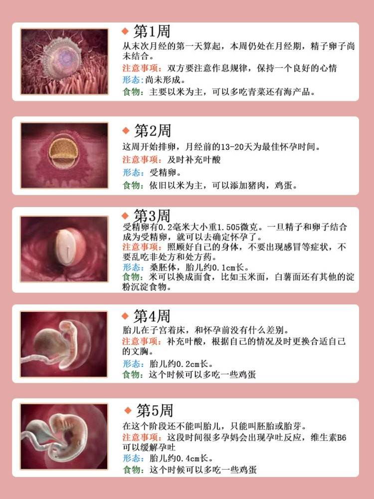 孕期1—40周胎儿发育全过程 准爸妈必看