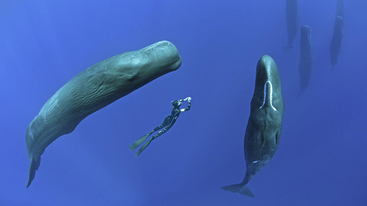 在海洋中,鲸鱼和海豚是如何睡觉的?