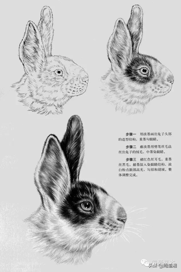 侧面的画法步骤 步骤一 用淡墨画出兔子头部的造型结构,重墨勾眼睛