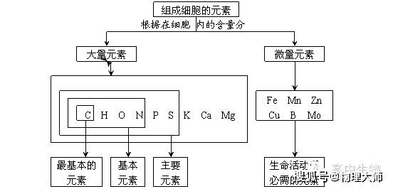 二肽,多肽,氨基,羧基,生物大分子,单体,多聚体主要概念:大量元素,微量