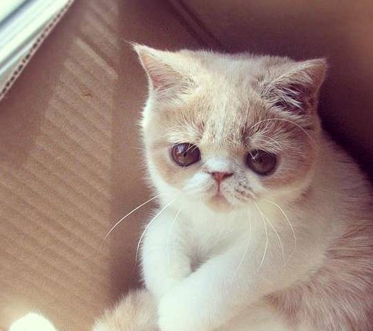 下雨天到了,猫咪心情不好了,你能为主子做些什么