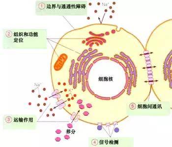 还是细胞物质交换和信息传递的通道