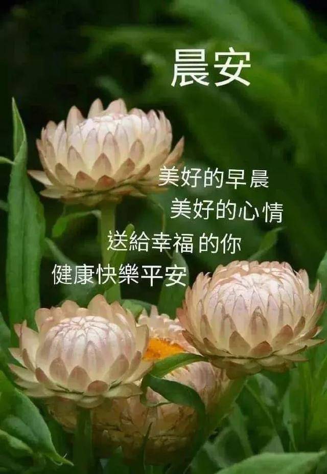 朋友们早上好问候语适合群发的动态图片表情大全