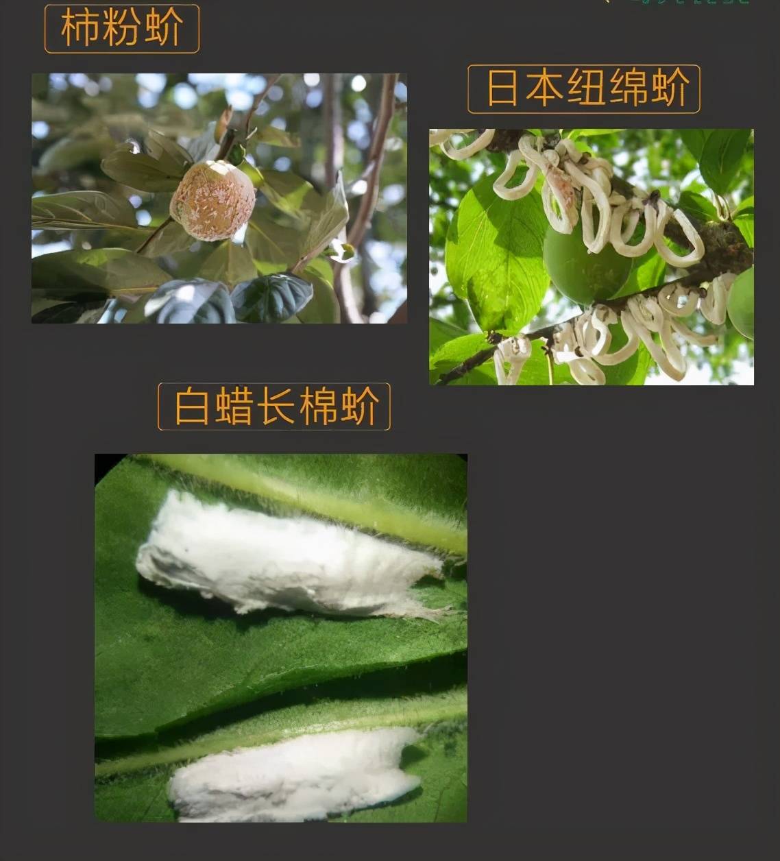 三,防治方法蚧类害虫由于体表覆盖有蜡粉或有坚硬的蜡质介壳保护,所以