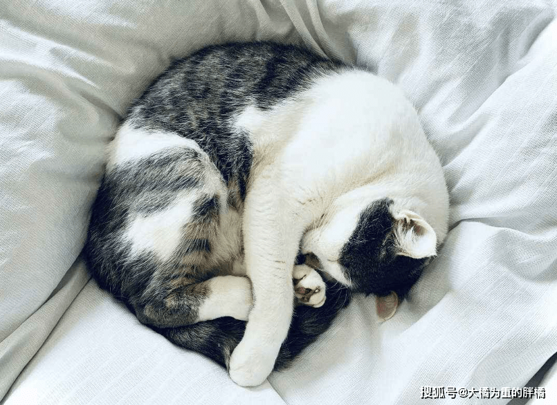 行为二:蜷缩着睡觉