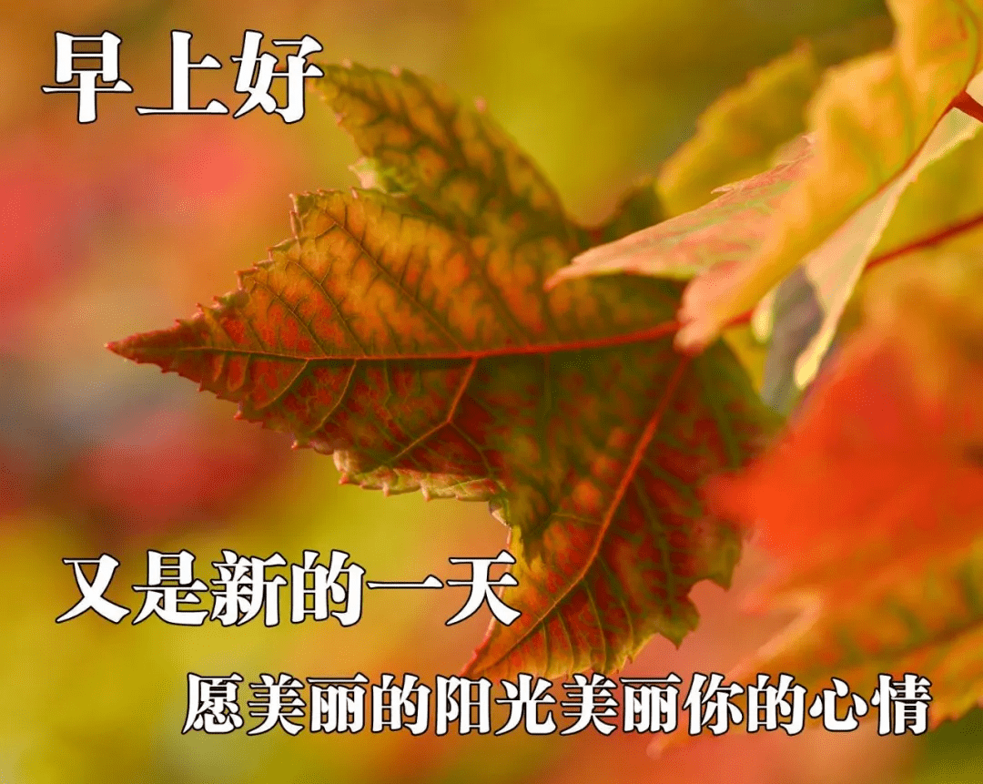 原创新版鲜花早上好表情动图 新版清晨群发早安祝福短语