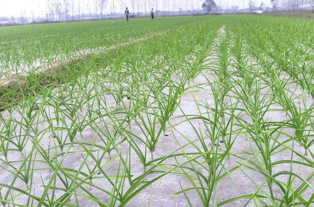 大蒜返青水什么时候浇合适,大蒜返青水上什么肥料,施啥肥好?