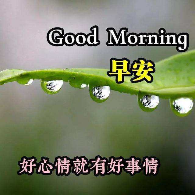 原创超漂亮早上好表情图片带鲜花 2020最新版一句问候一句祝福