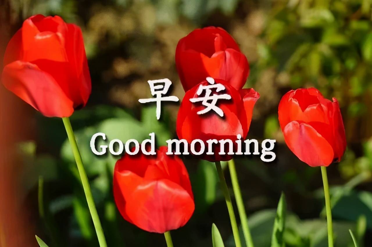 原创很暖心早上好祝福语大全早安表情图片带字美女