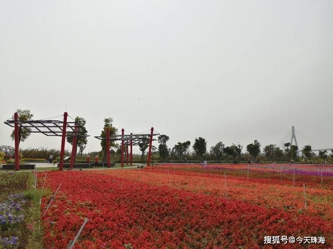 珠海横琴芒洲湿地公园|芒海浮绿,长湾聚灵>来珠海玩最