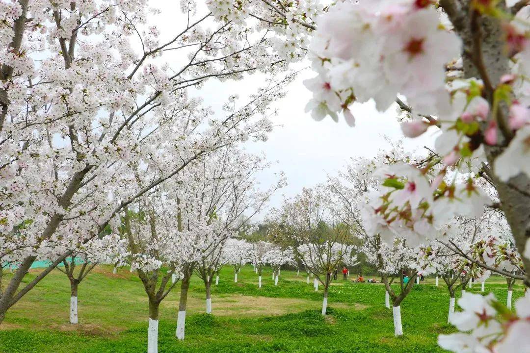 樱花满树盛开快来青龙湖打开最美春天