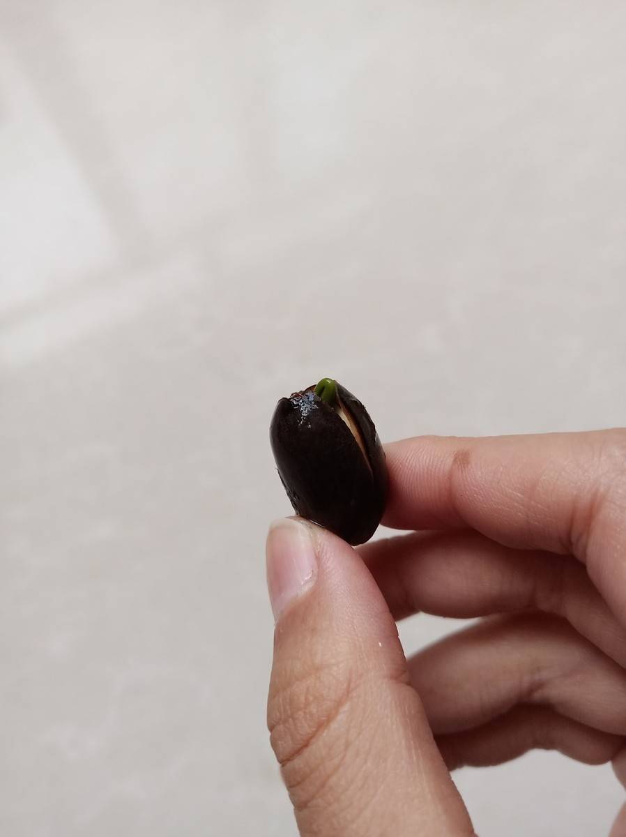 碗莲种子栽种步骤和注意事项,做对了夏天才能花开满盆