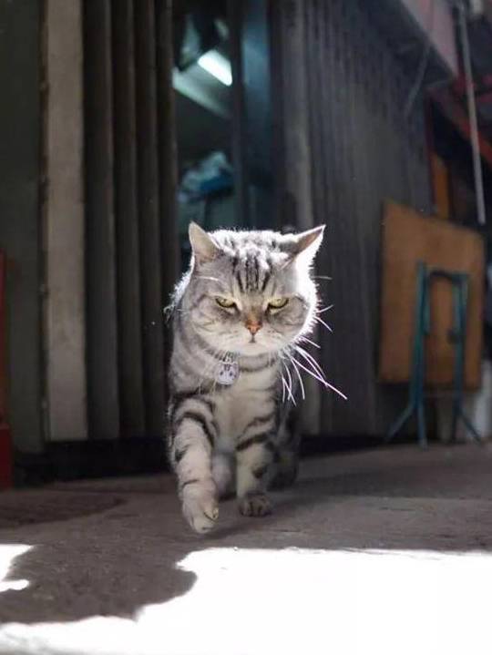 主人拍下,猫在街头霸气的写真照,网友:被一只猫帅到了