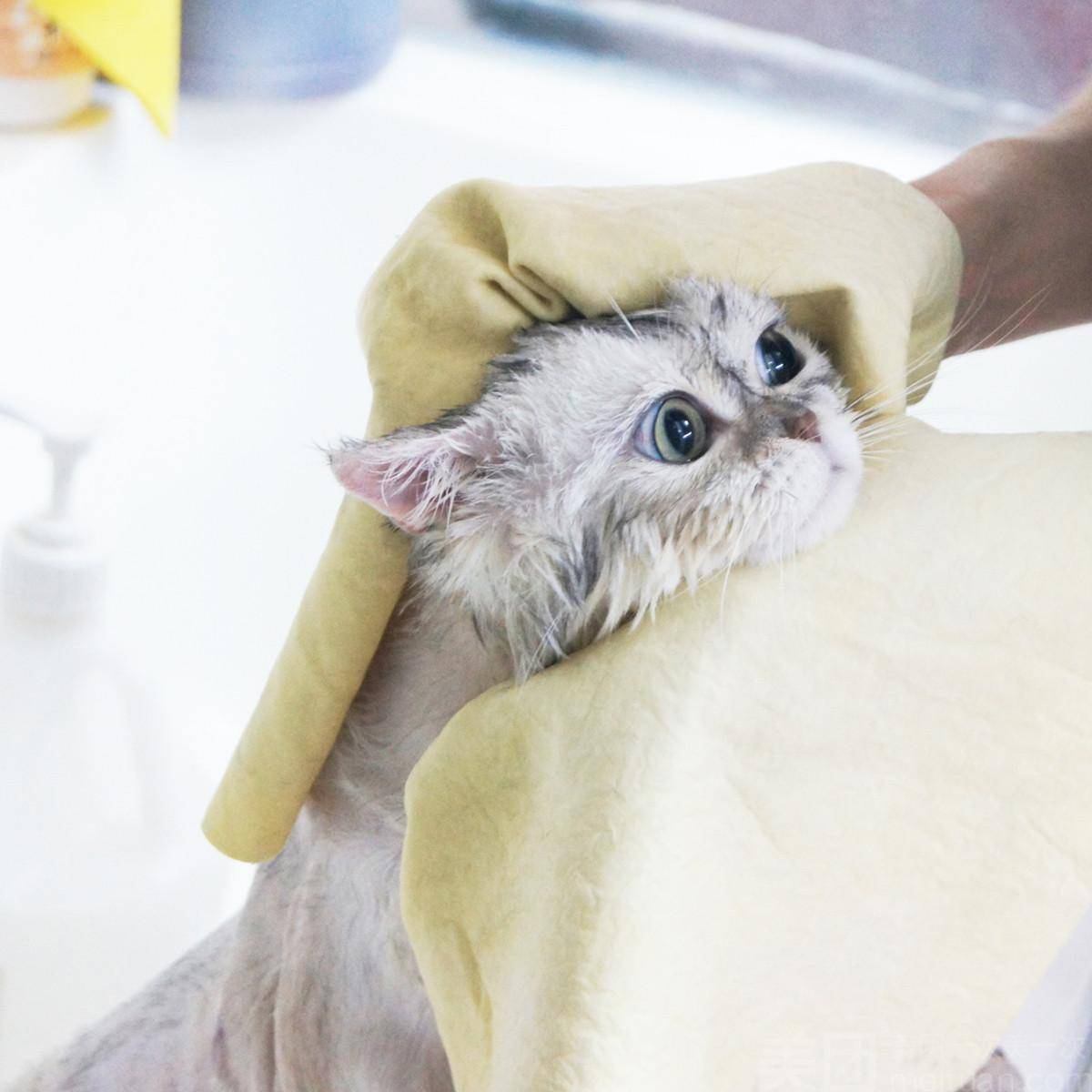 原创每次给猫咪洗澡就像刚刚跑完800米