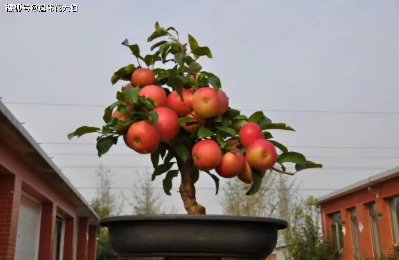 原创居家盆栽"矮化种"苹果树,合理安排这3方面,结果又大又甜