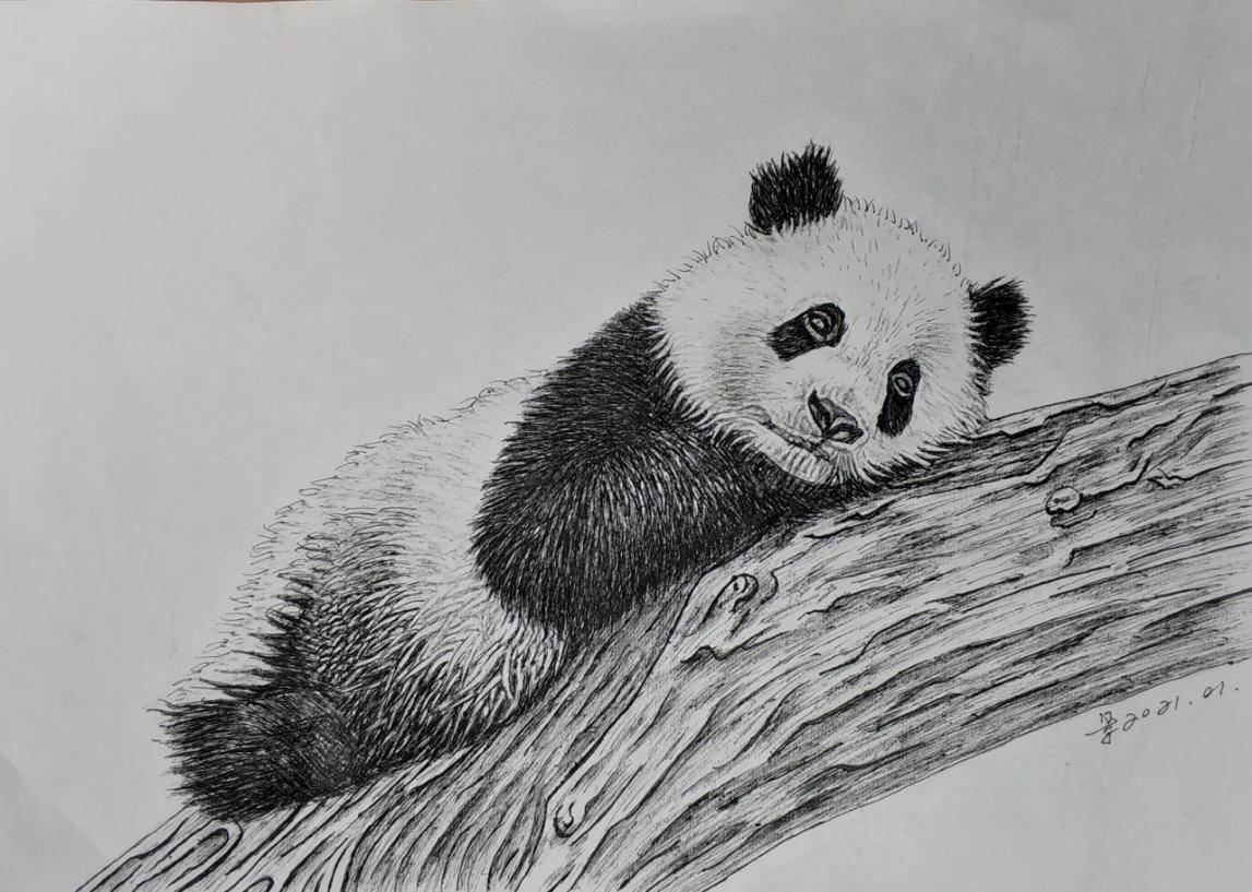 本人在绘大熊猫素描作品时,突发奇想:大熊猫黑白相间的皮毛,正好可