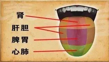 2,苔质: 厚苔:邪盛入里,痰饮食湿积滞 薄苔:正常或主外感表证,内伤轻