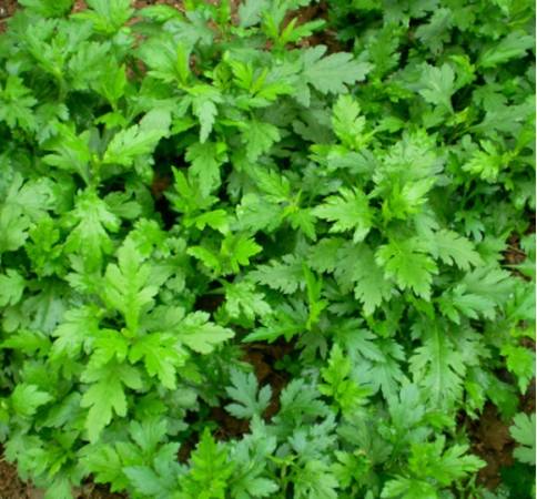 12种可食用野菜,怎么做都好吃,再不挖点尝尝,就要老了