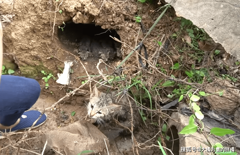 原创流浪猫屡次偷鸡村民设下陷阱4只小猫成诱饵困死在孩子面前