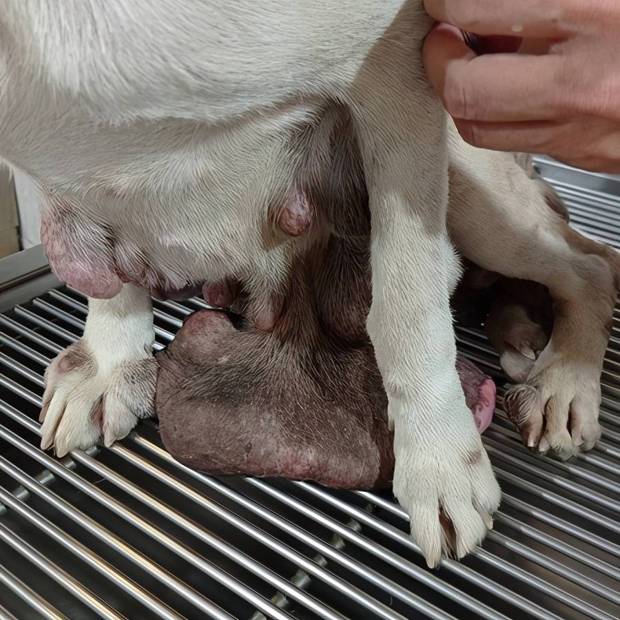 狗狗全身长满35颗肿瘤,大到拖地走路,手术切除掉3公斤