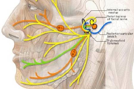 首大戴海江:引发耳朵疼的常见原因有哪些