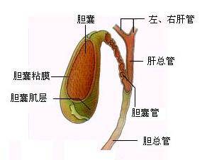 早饭不吃能减肥吗怎么还饿出了胆囊结石胃粘膜腺体萎缩