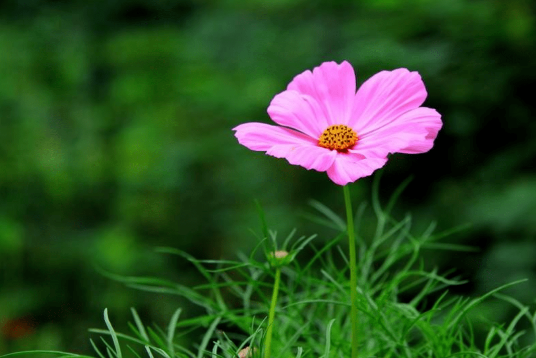 七《咏格桑花》