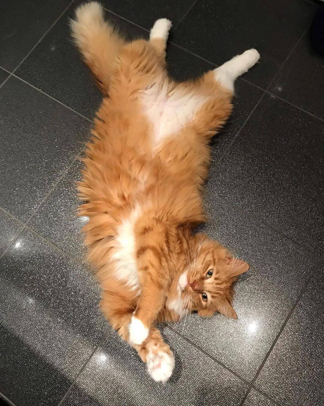 这只橘猫不仅从小美到大,还是一个"冒险家"