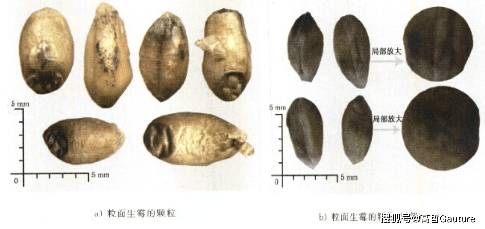 小麦不完善粒鉴别