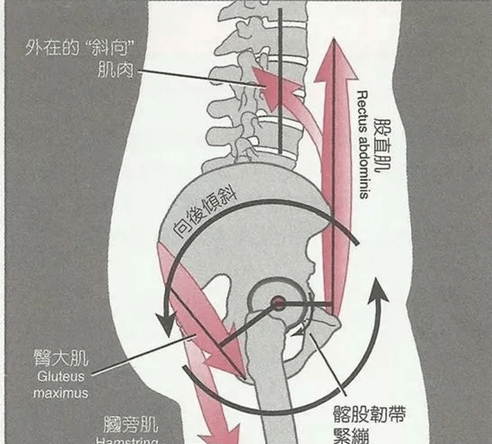 ①共同完成骨盆前倾运动的:竖脊肌,髂腰肌,股直肌等.