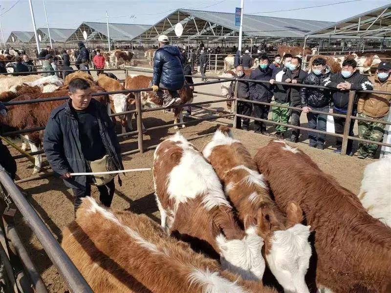 内蒙古通辽:牲畜市场开市"牛"万头肉牛入市"火"