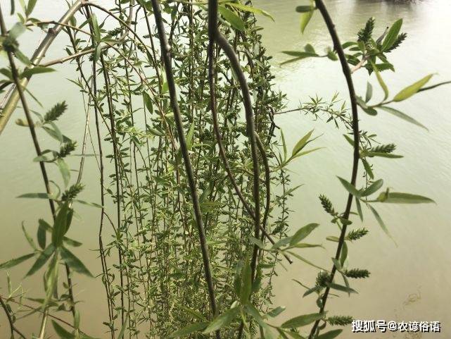 清明插柳有啥寓意?俗语:"清明不插柳,子孙运受阻",有道理吗