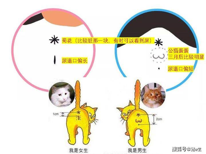 【图解】猫怎么分公母? 教你一招确认猫咪公母