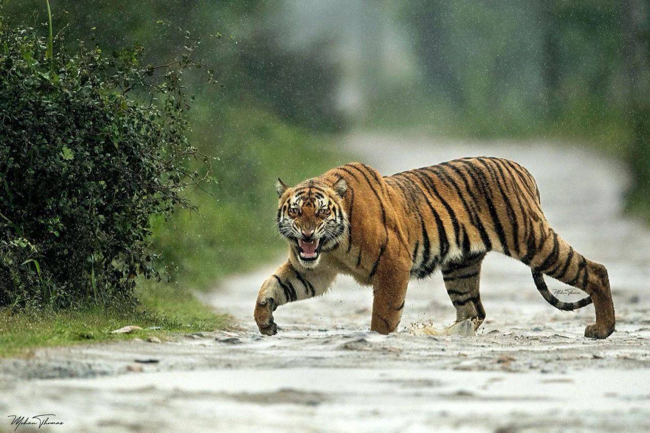 早前的研究发现,老虎的咆哮声对其他动物普遍具有威慑力.