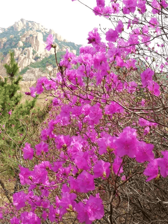 赏春时节:潍坊南部的五莲山,九仙山赏花打卡正当时_杜鹃花