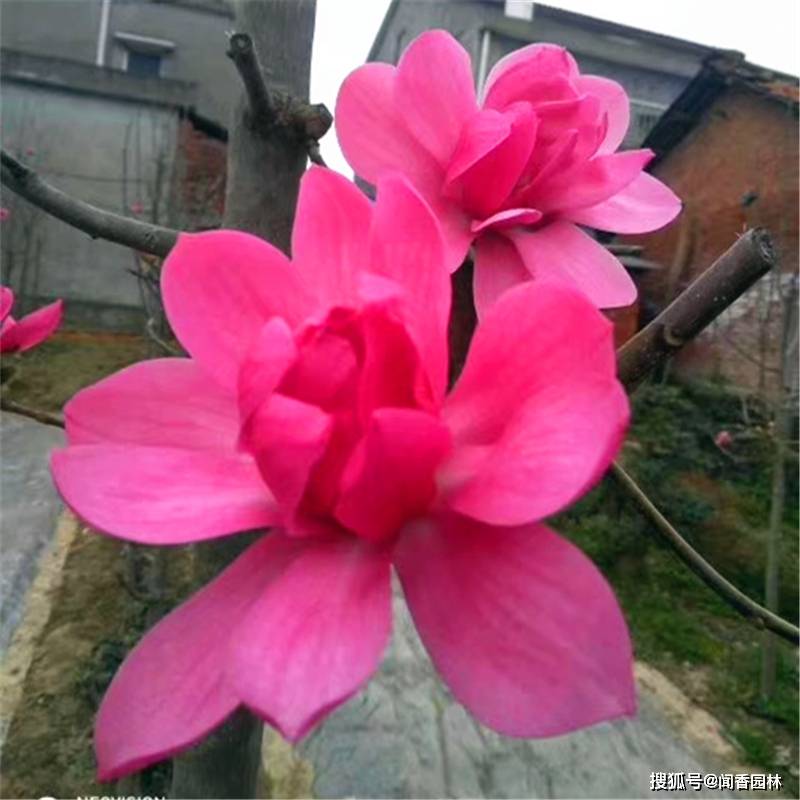 娇红牡丹玉兰是红花玉兰中最新发现的一个最新品种,它的花瓣片18-23片