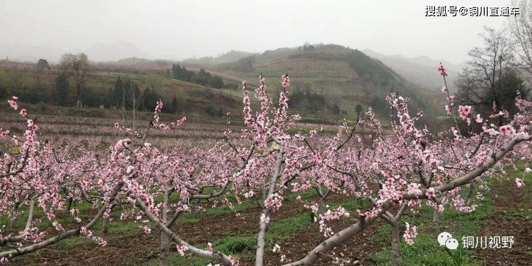 陕西鄠邑区柳泉村的桃花节