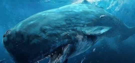 世界上"最凶猛"的鲨鱼,最锋利的武器是牙齿,唯一的天敌是虎鲸