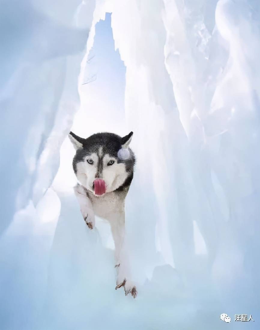 网友为了验证二哈的智商,带狗子到雪地里,可没想到结局太崩溃了