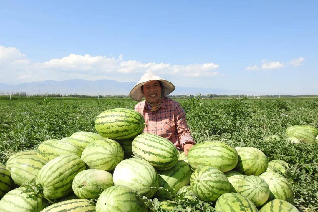 现代农业新疆大丰收