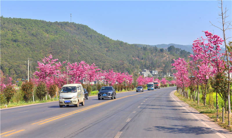 楚雄南华:樱花盛开扮靓公路