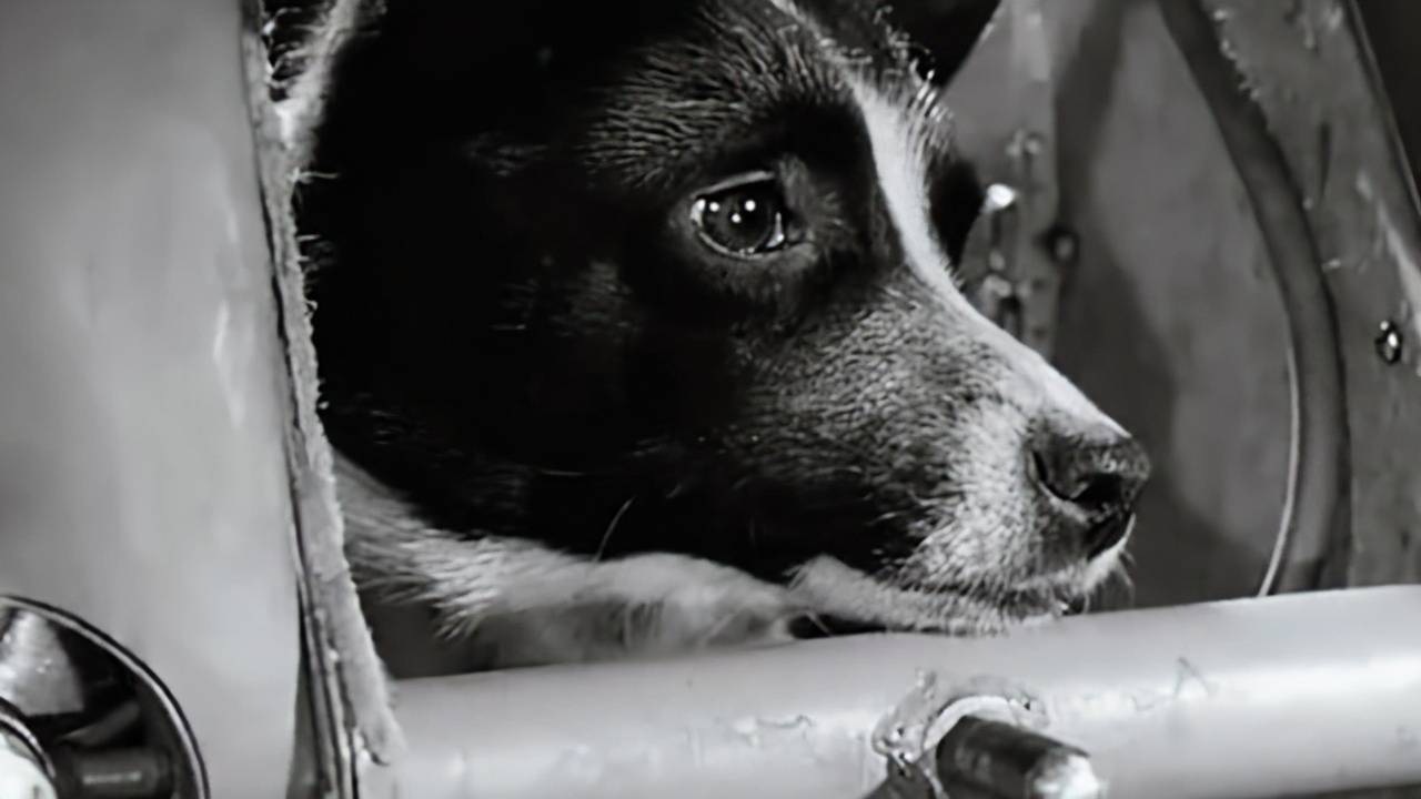 64年前,苏联将一只3岁小狗送入太空,它至今仍在地球轨道流浪_莱卡