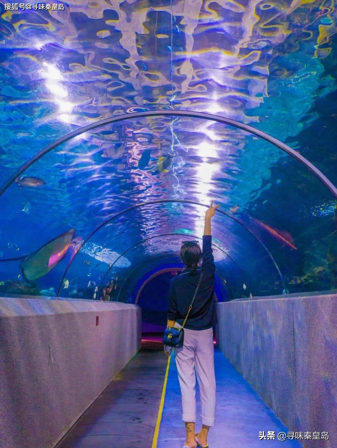 在秦皇岛上的海底世界,竟然能与海洋生灵穿越虚拟与现实
