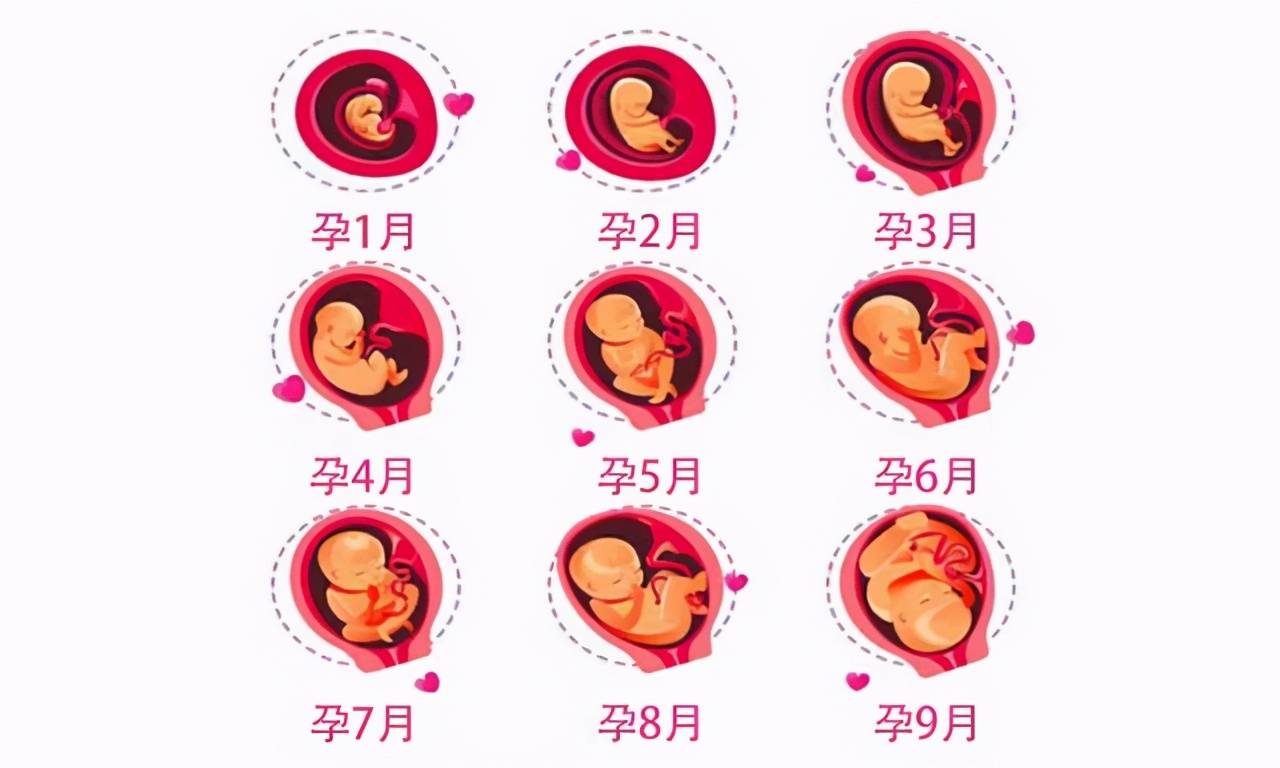 胎儿在妈妈腹中是如何成长的?一组高清图带你了解,娃的发育过程