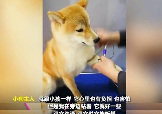 小柴犬去医院抽血,强装镇定,被它的后腿给出卖了,太可爱了