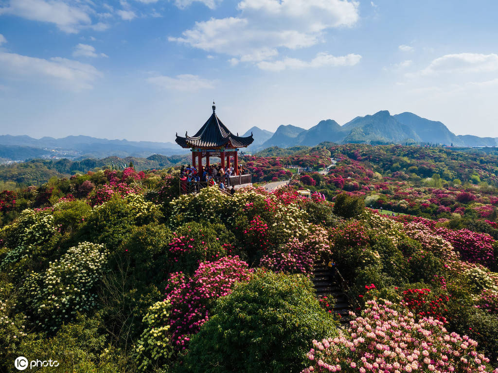 1/5贵州百里杜鹃景区,杜鹃绽放,色彩缤纷,姹紫嫣红!