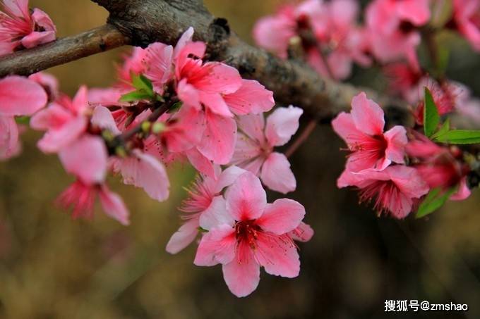 2021无锡阳山桃花节