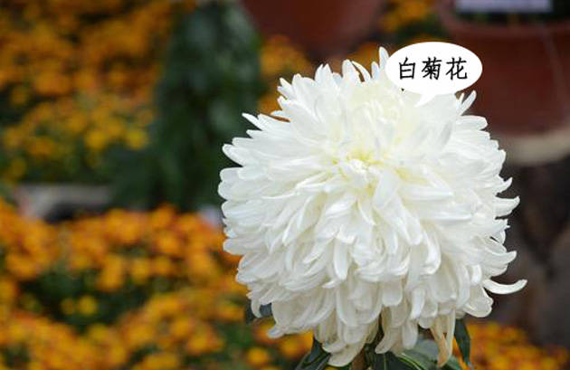 去烈士陵园扫墓的话,建议送白色花系的花,如: 白百合,白玫瑰,白菊花